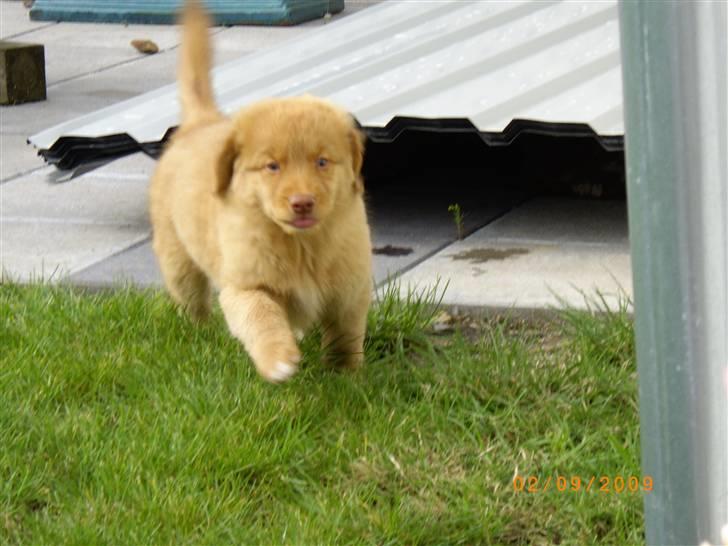 Nova scotia duck tolling retriever Mikkel - uf uf da .. føj hvor den lastbil larmede ude på vejen billede 4