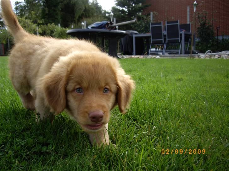 Nova scotia duck tolling retriever Mikkel - Mor hvad laver du nu? billede 5