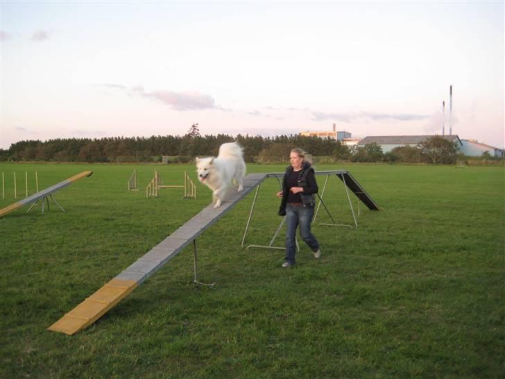 Samojedhund Mickey d. anden - Ikke falde, ikke falde, det gælder om at holde tungen lige i munden.... billede 14