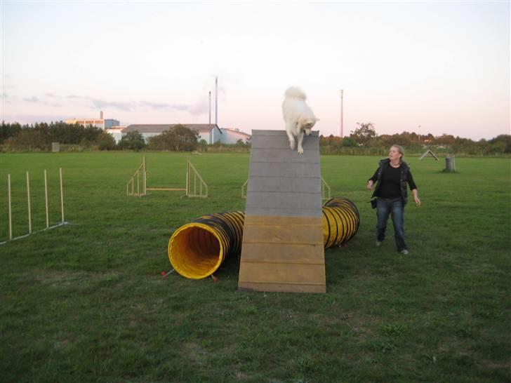 Samojedhund Mickey d. anden - Er dette himmelbjerget? billede 15
