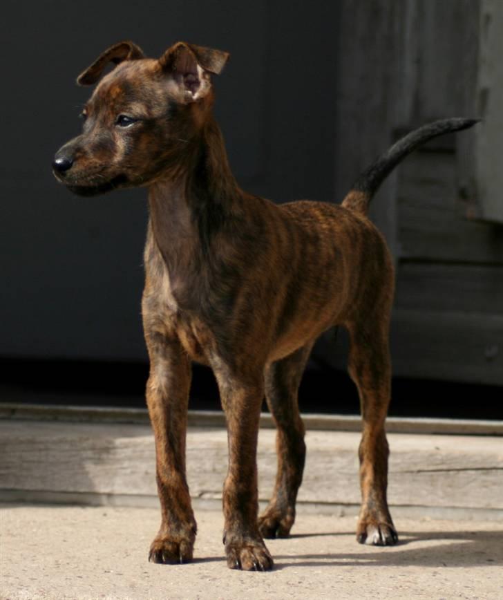 Blanding af racer | Vanity  - Næsten lige da vi havde fået hende hjem :) meget er sket siden.. Foto: migselv :) billede 1