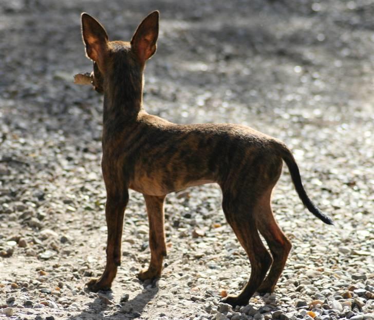 Blanding af racer | Vanity  - Et af de nyere - kan ses på stritørerne ;) foto: migselv :) billede 2