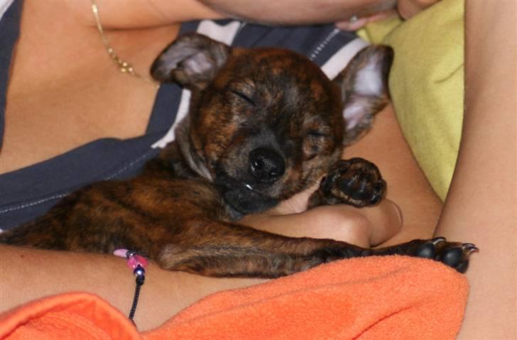 Blanding af racer | Vanity  - Vi tager en lur i det københavnske, de mange nye indtryk tog på kræfterne :p foto: min moster :) billede 3