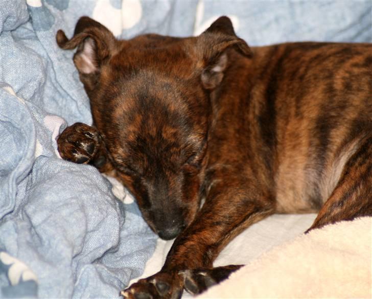 Blanding af racer | Vanity  - Den første aften vi havde hende :) foto: mig selv :) billede 4