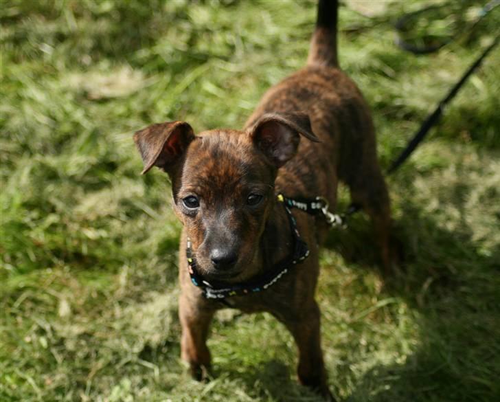 Blanding af racer | Vanity  - Årgh, total yndlingsbillede :) foto: mig selv :) billede 5