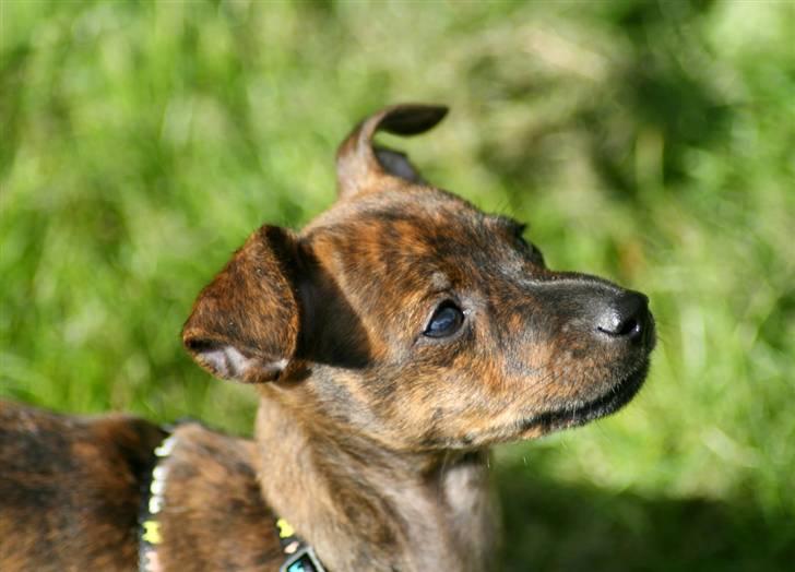 Blanding af racer | Vanity  - Smukke hund :) foto: mig selv :) billede 6