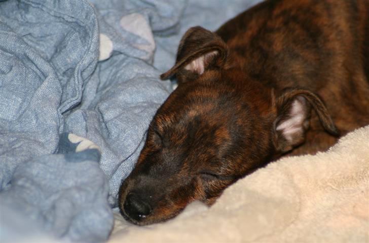 Blanding af racer | Vanity  - Åh, træthed.. foto: mig selv :) billede 7