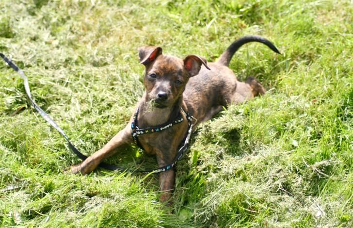 Blanding af racer | Vanity  - Et lidt irriterende lys, men hun ser da kær ud :D foto: mig selv :) billede 8