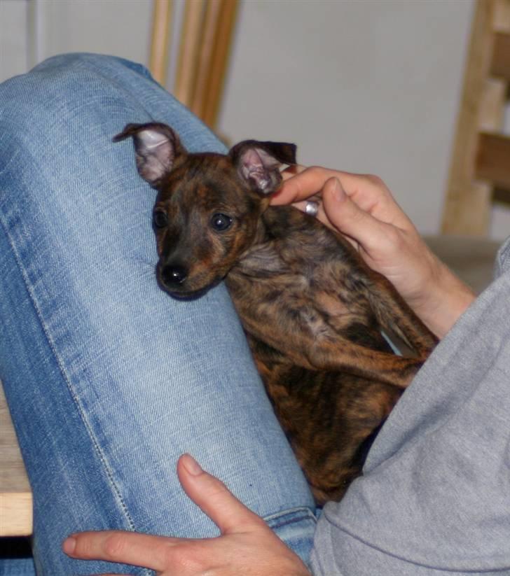 Blanding af racer | Vanity  - " her sidder jeg jo godt, på min gudmor!" :D foto: mig selv :) billede 9