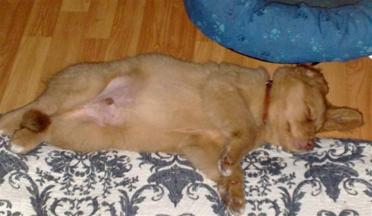 Nova scotia duck tolling retriever Mikkel - hov jeg glemte da et hvis at ramme kurven inde jeg væltede. billede 11