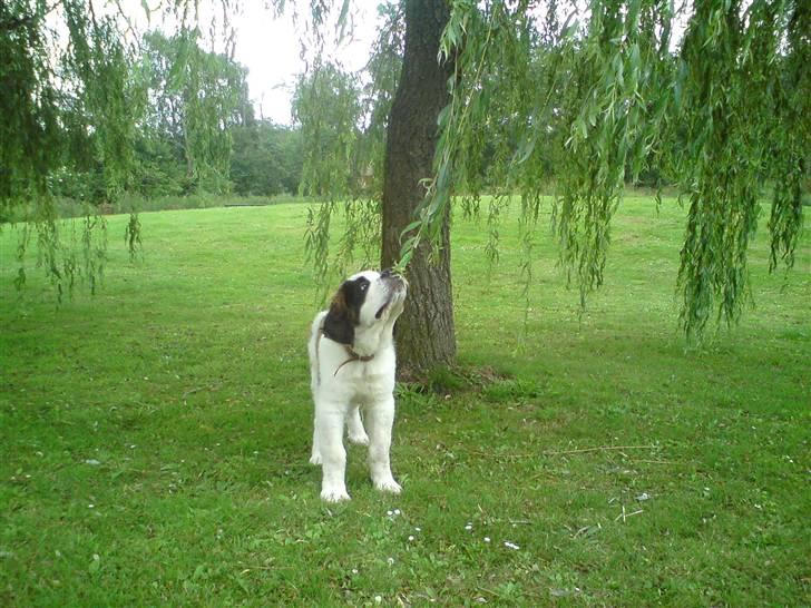 Sankt bernhardshund Zoomorfs  Xando billede 14