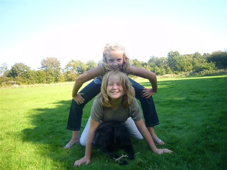 Labrador retriever misse billede 16