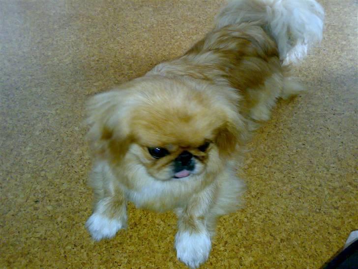 Pekingeser Miss Molly - hmm hva laver de der ovre :P billede 7