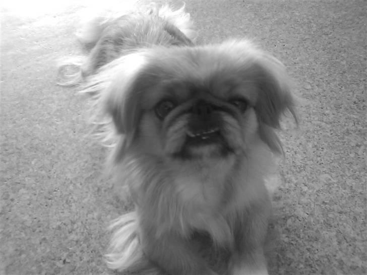 Pekingeser Miss Molly - .D :D billede 8