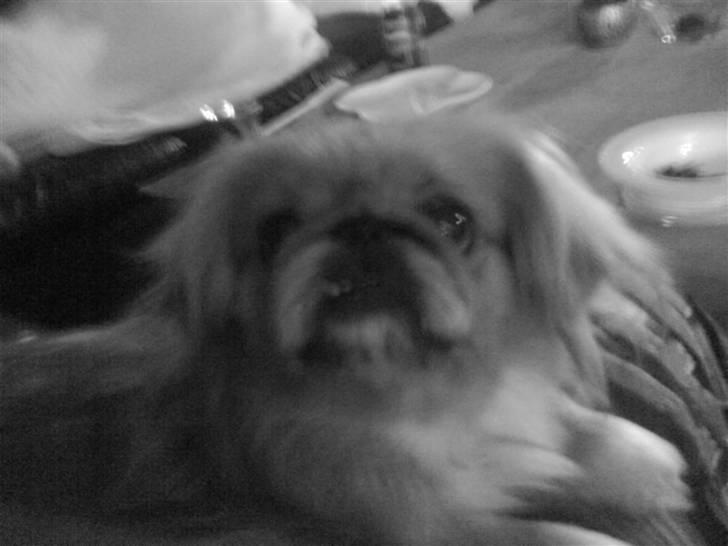 Pekingeser Miss Molly - Maad ? Gi mig :P billede 9