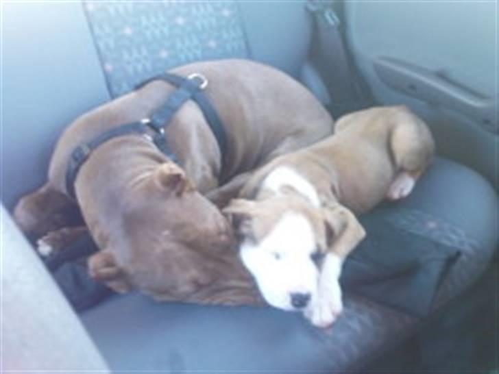 Amerikansk bulldog Kingston - Kingston som hvalp billede 8