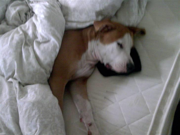 Amerikansk bulldog Kingston billede 9