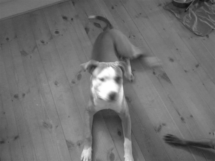 Amerikansk bulldog Kingston billede 10