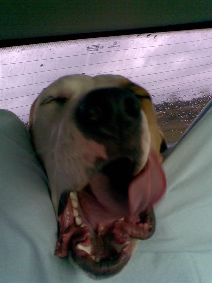 Amerikansk bulldog Kingston - Er såååå træt.... billede 11