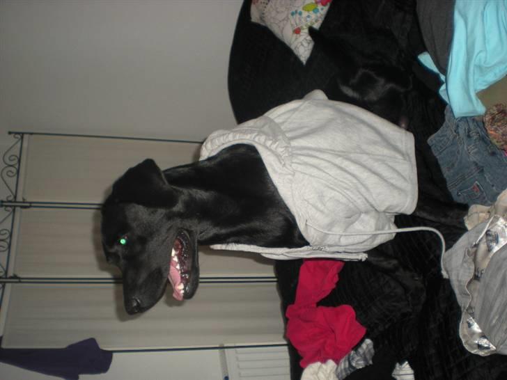 Labrador retriever Luka (ILOVEYOU)<3 - tøj på :) billede 8