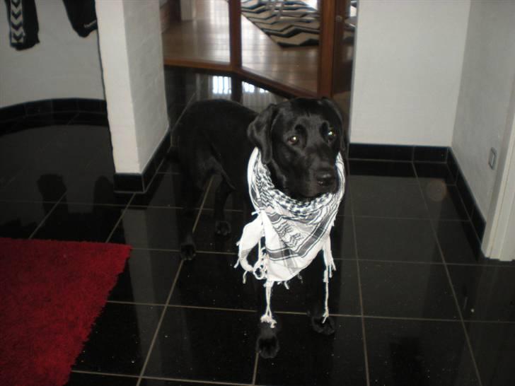 Labrador retriever Luka (ILOVEYOU)<3 - taveristen billede 9
