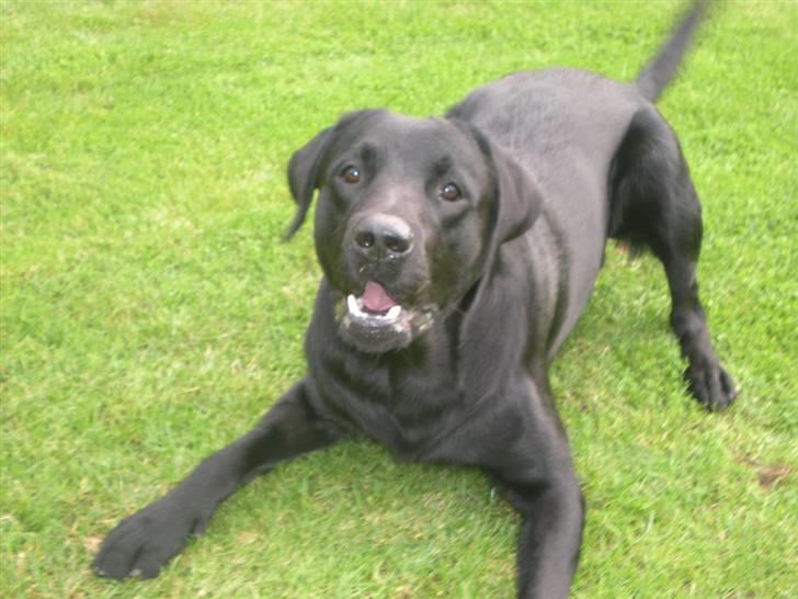 Labrador retriever Luka (ILOVEYOU)<3 - vov vov vov vuf hihi billede 10