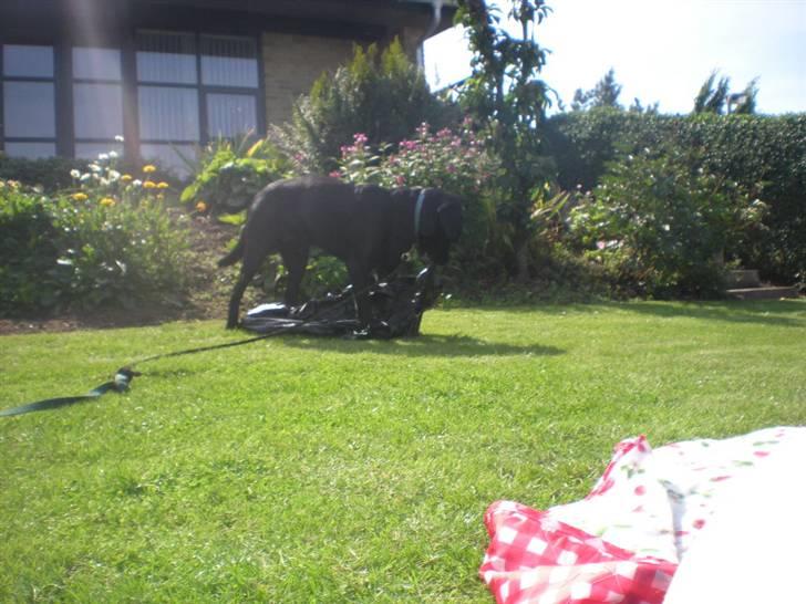 Labrador retriever Luka (ILOVEYOU)<3 - i haven billede 11