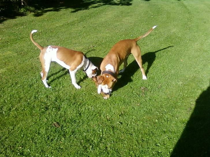 Amerikansk bulldog Kingston billede 13