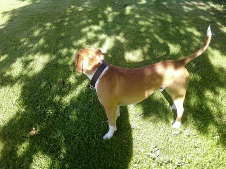 Amerikansk bulldog Kingston billede 14