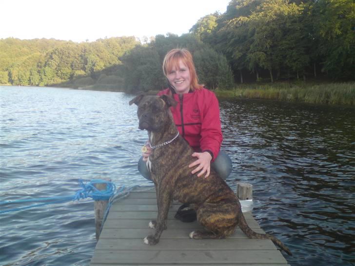 Amerikansk bulldog Damie billede 17