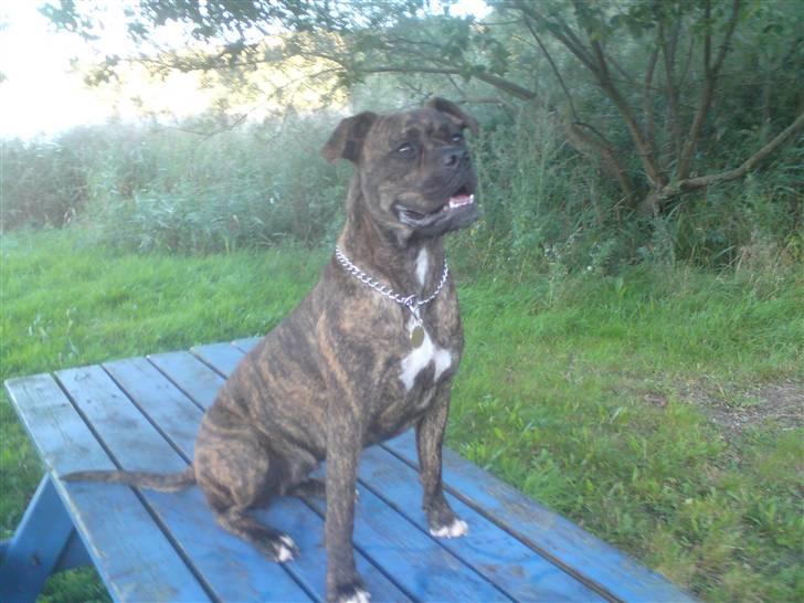 Amerikansk bulldog Damie billede 18