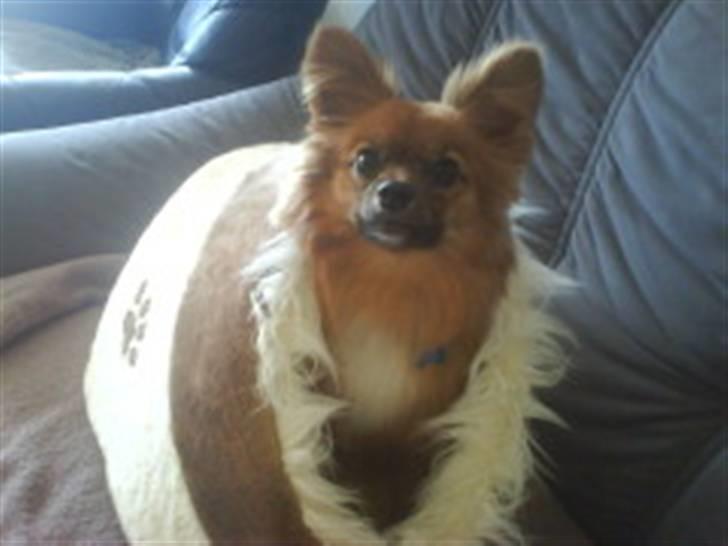 Blanding af racer timon - timon som voksen, i katte hule billede 1