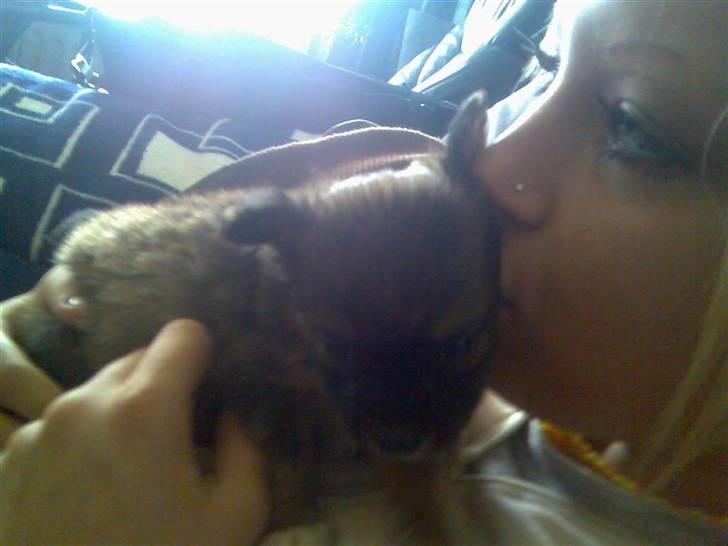 Blanding af racer timon - 7uger gammel timon meget lille<3 billede 2