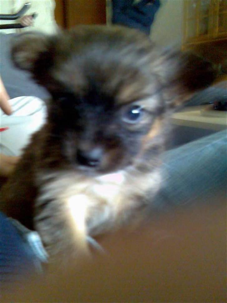 Blanding af racer timon - pette timon 7uger er han ikk dejlig? billede 3