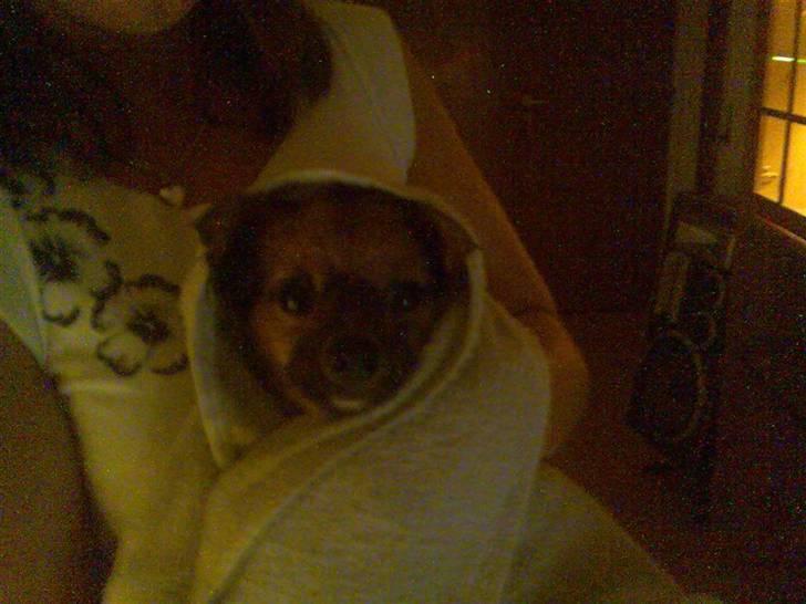 Blanding af racer timon - ET- igen haha billede 4