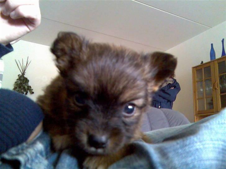 Blanding af racer timon - timon 7uger <3 billede 5