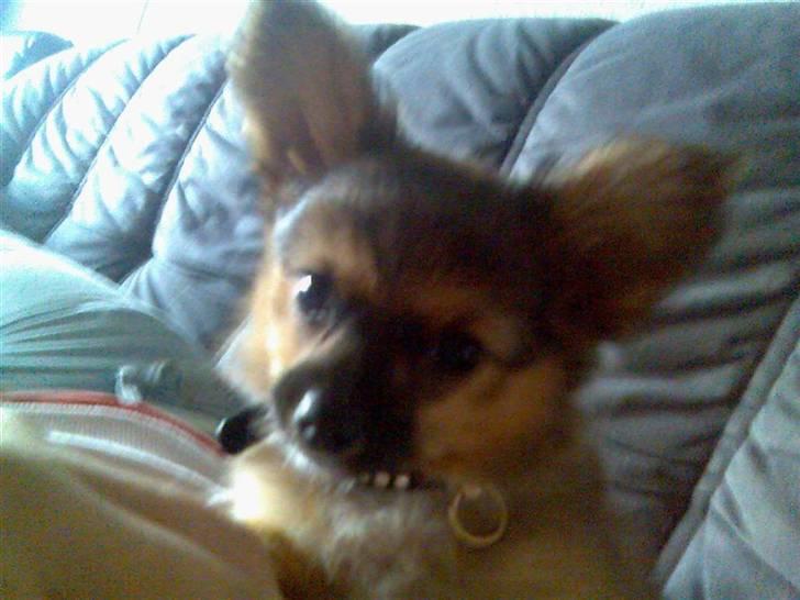 Blanding af racer timon - en lidt ældre timon haha micky mouse <3 billede 6