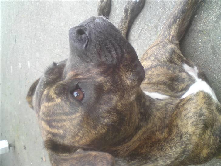 Amerikansk bulldog Damie billede 19