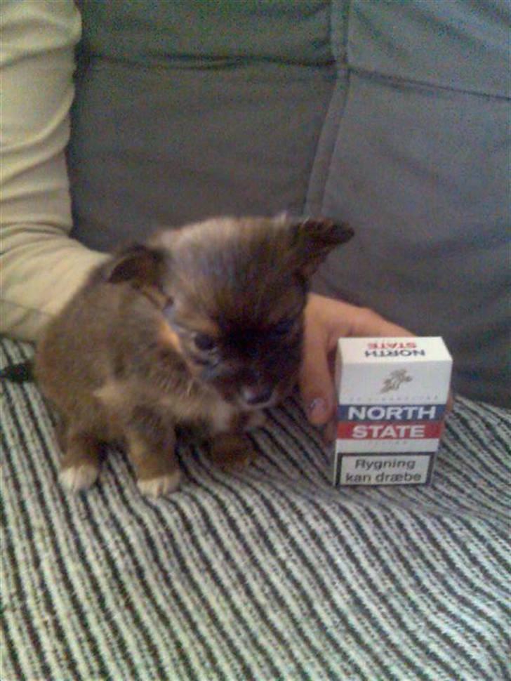 Blanding af racer timon - timon 7uger <3 er kan ikk kær? billede 8