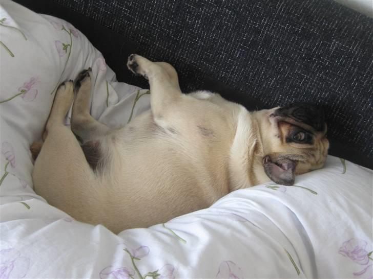 Mops Malou billede 15