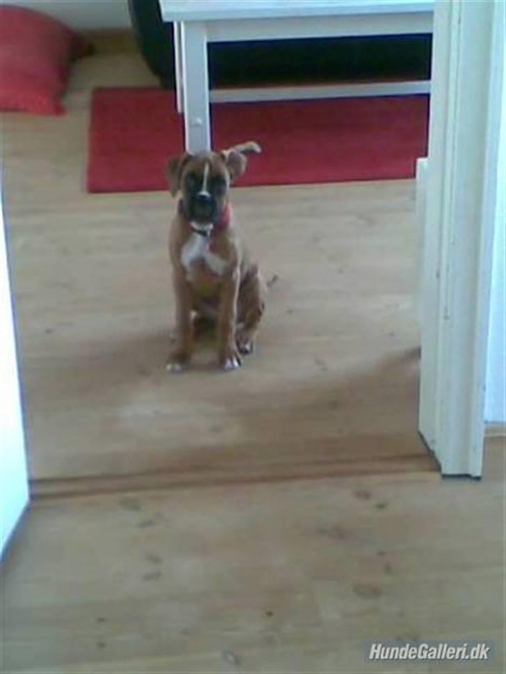 Boxer Zenta billede 12