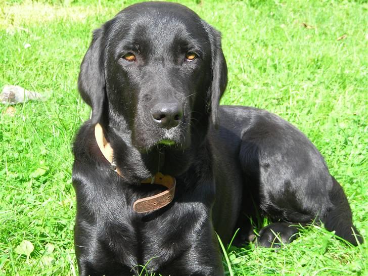 Labrador retriever Mille min mannds hund billede 15