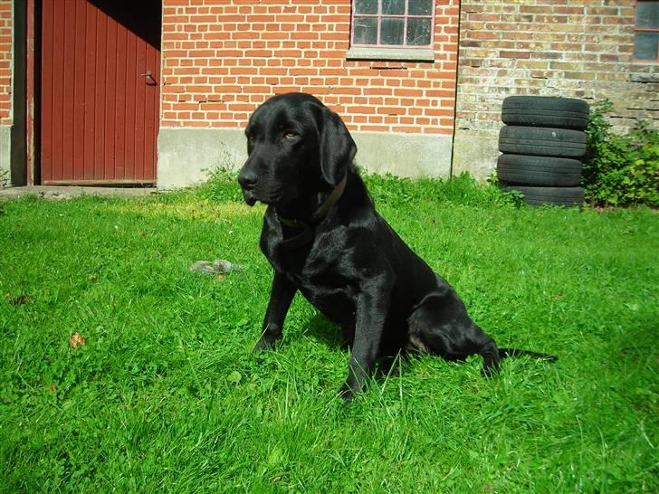 Labrador retriever Mille min mannds hund billede 16