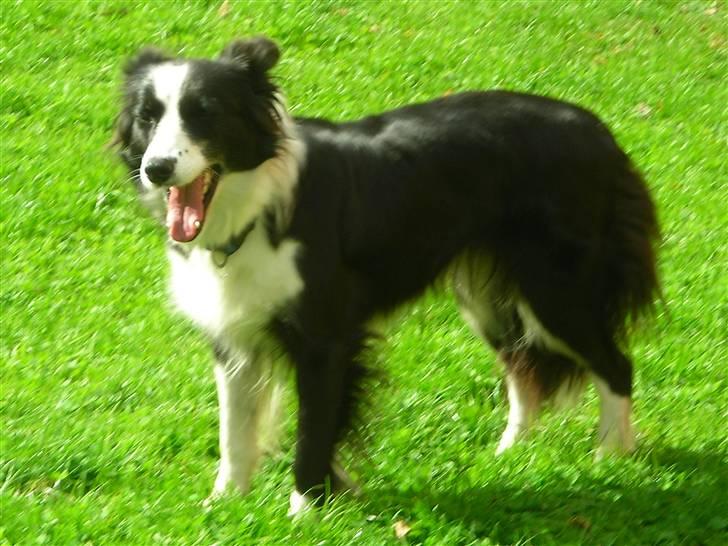 Border collie safir RIP billede 14
