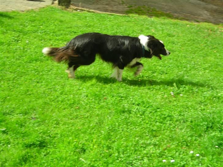 Border collie safir RIP billede 15