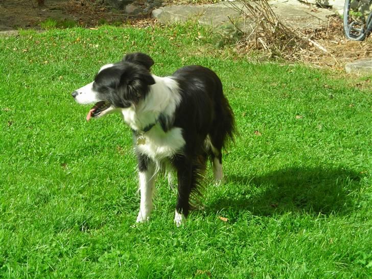 Border collie safir RIP billede 16