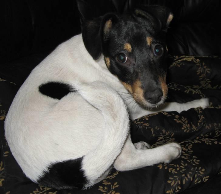 Dansk svensk gaardhund Carla - Hej, jeg hedder Carla og er så sød og glad...  billede 1