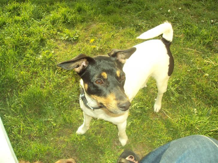 Dansk svensk gaardhund Carla - her er min far ved at grille bøffer og jeg vil MEGET gerne smage billede 2