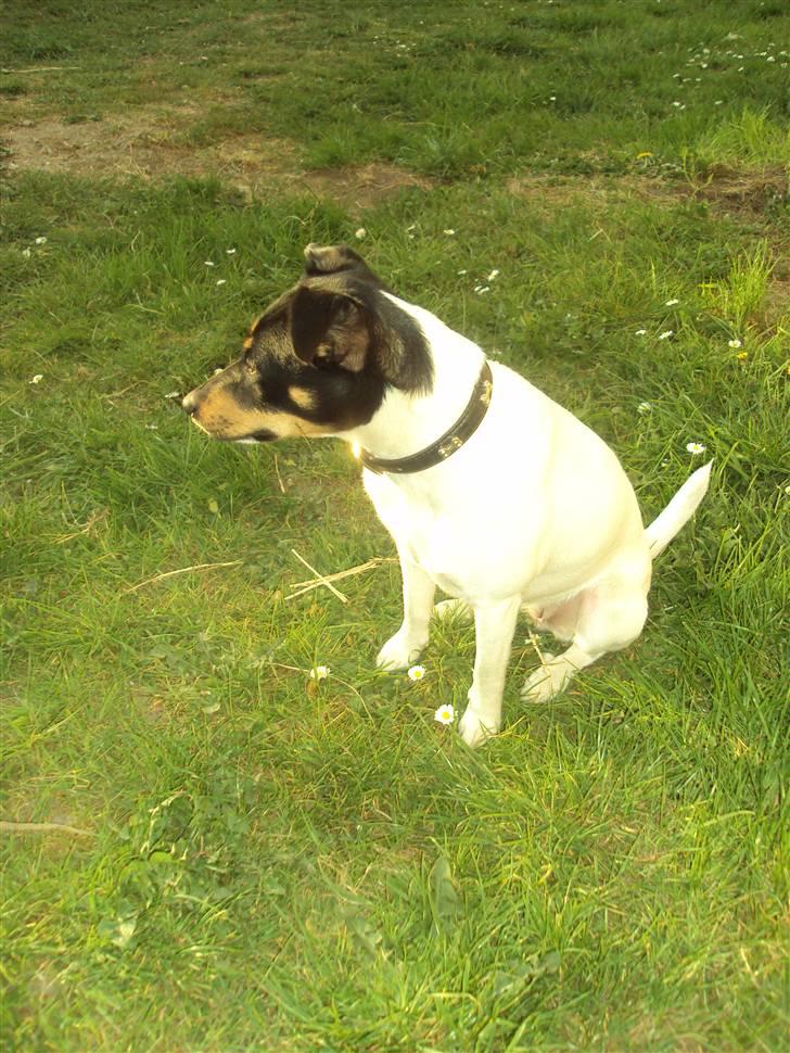 Dansk svensk gaardhund Carla - hvornår er de færdige?? billede 3