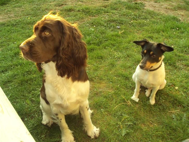Dansk svensk gaardhund Carla - her er jeg og min "søster" Fleur. billede 4